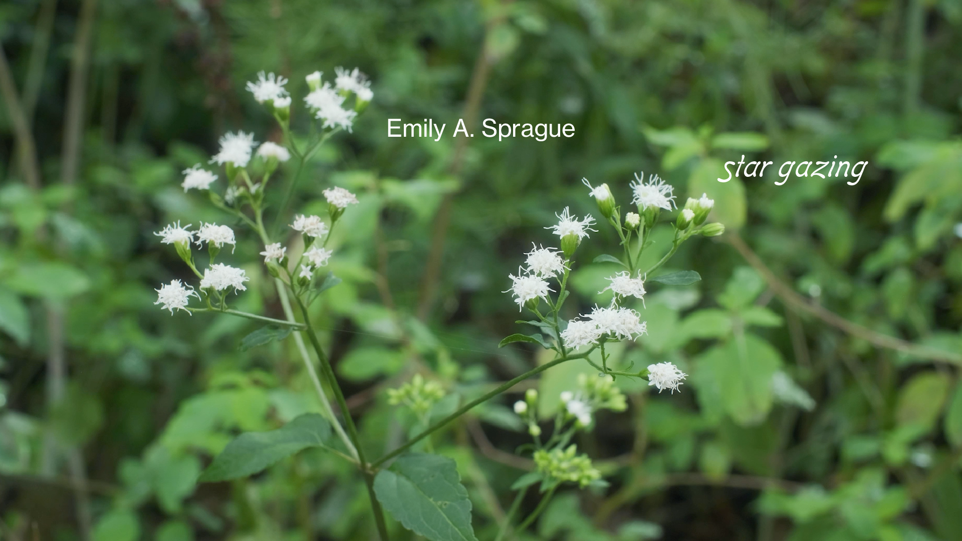 Load video: Emily A. Sprague - Star Gazing
